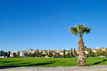 Palm tree in the park