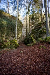 Teufelsküche, Germany - Forest in Winter