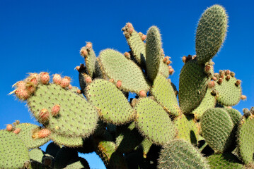 Blue sky and cactus