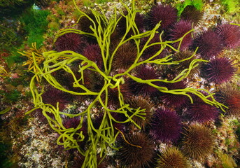 Codium seaweed over sea urchins underwater in the ocean, eastern Atlantic, Spain, Galicia