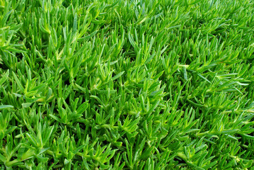 green grass texture
