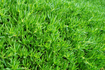 Cyprus beach plant backgroud