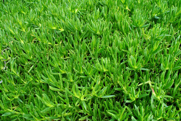 green grass background