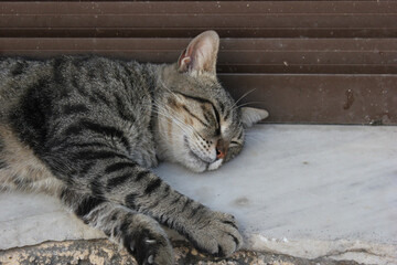 Stray cat on the street in the city of Chania, Greece.