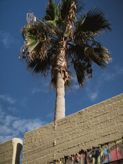 palm trees in the city of Chania, Greece