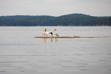 Three white Pelican sitting on rock in the water