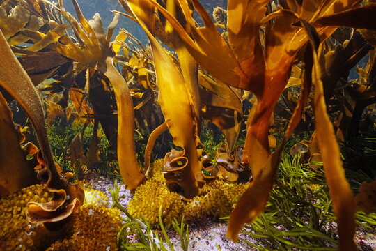 Braunalgen Bilder Durchsuchen 4,783 Archivfotos, und