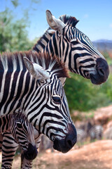 Fototapeta na wymiar profile portrait of a pair of zebras with their offspring