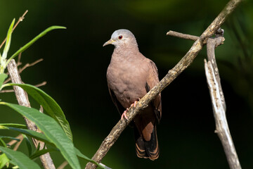 A ruddy ground-dove perched on a branch. It is a small tropical dove from Brazil and South American as know as Rolinha. Species Columbina talpacoti. Animal world. Birdwatching. Birding.
