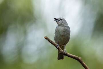 Grey bird. A Sayaca Tanager also know as sanhaço perched on the branch. Species Thraupis sayaca. Birdwatching. Birding. Bird lover.