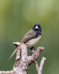Male of Yellow-bellied Seedeater also know as Baiano perched on a tree branch in a forest. Species Sporophila nigricollis. Bird lover. Birdwatching. Birding.