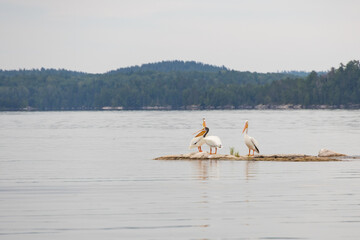 Three white Pelican sitting on rock in the water