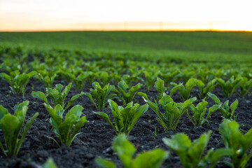 Rows of young fresh beet leaves. Beetroot plants growing in a fertile soil on a field. Cultivation...