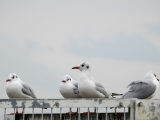 Obraz premium 柵に留まるゆりかもめ（集団）