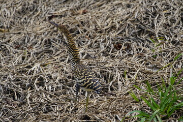 Rufescent Tiger Heron, young bird (Tigrisoma lineatum), also known as Soco-Boi, is a species of heron in the family Ardeidae. Araçá River, 