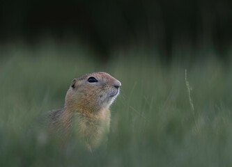 prairie dog in the grass