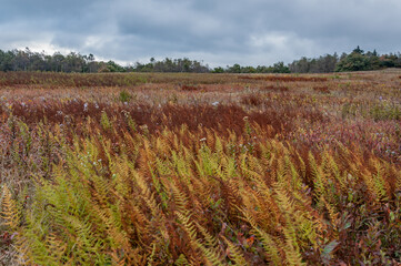 Big Meadows on a Cloudy Autumn Day, Shenandoah National Park, Virginia USA, Virginia