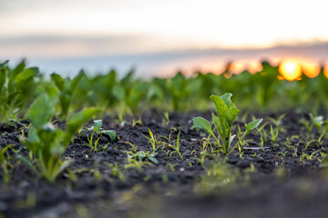 Close up young fresh beet leaves. Beetroot plants growing in a fertile soil on a field. Cultivation of beet. Agriculture.