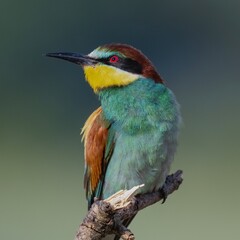 Bee-eater