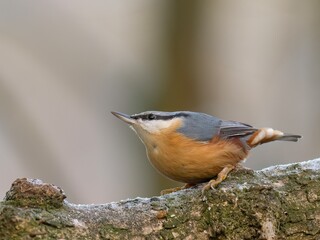 Nuthatch