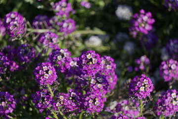 Purple flowers in the Autumn