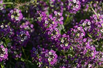 Fototapeta premium Purple flowers in the Autumn