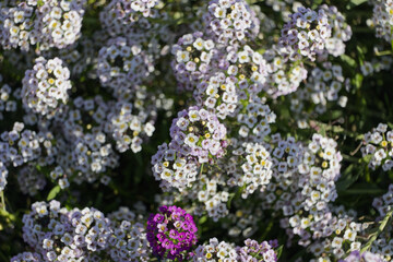 Purple flowers in the Autumn