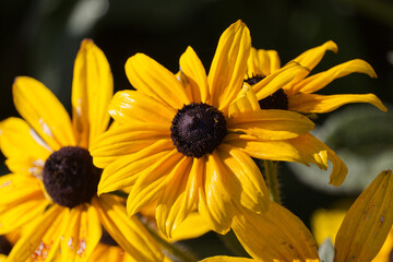 Black Eyed Susans in the Autumn