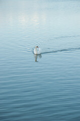 swan reflection