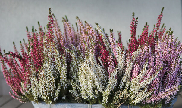 calluna vulgaris brugo
