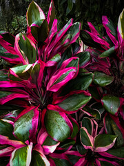 Cordyline Fruticosa. Banderilla