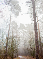 trees in the fog.morning forest in the fog