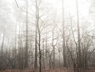 trees in the fog.morning forest in the fog