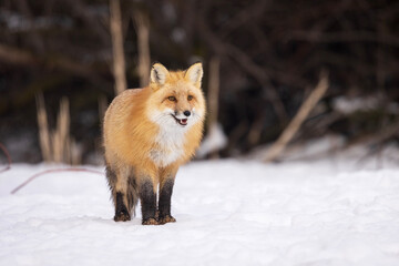 red fox in snow