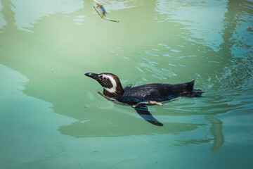 Naklejka premium Pinguino de magallanes nadando solitario