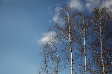 birch trees in the sky
