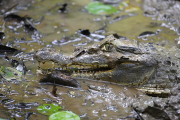  Black Caiman (Melanosuchus niger) Alligatoridae family. Amazon Rainforest, Brazil
