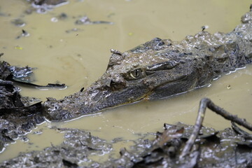  Black Caiman (Melanosuchus niger) Alligatoridae family. Amazon Rainforest, Brazil