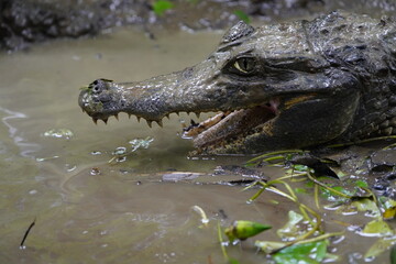  Black Caiman (Melanosuchus niger) Alligatoridae family. Amazon Rainforest, Brazil
