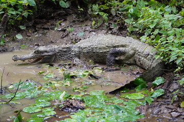  Black Caiman (Melanosuchus niger) Alligatoridae family. Amazon Rainforest, Brazil