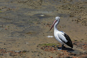 Lone Australian pelican on the mudflats off the Cairns Esplanade. Queensland-Australia-352