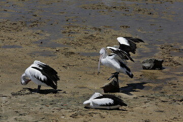 Group of Australian pelicans on the mudflats off the Cairns Esplanade. Queensland-Australia-351