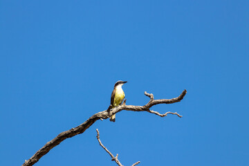 Pájaro en lo alto 