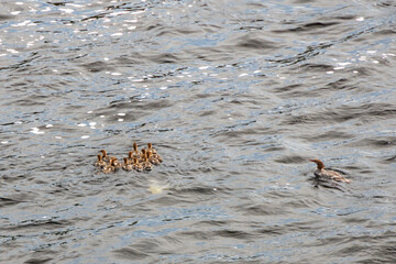 Common Merganser and ducklings in the water
