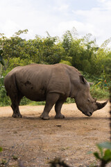 African white rhinoceros in its natural habitat. Vertical 