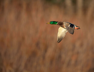 Male Mallard in Flight with beautiful colors shining in the  even light