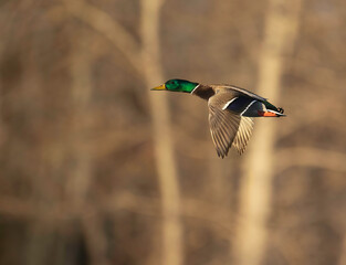 Male Mallard in Flight with beautiful colors shining in the  even light