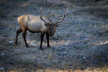 Majestic Male Elk during the rut in Banff, Canada Alberta.
Canmore, Kananaskis