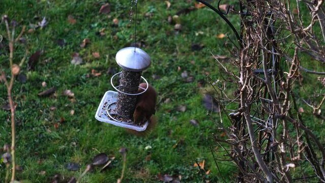 A Red Squirrel Feeding On An Overhead Bird Feeder.