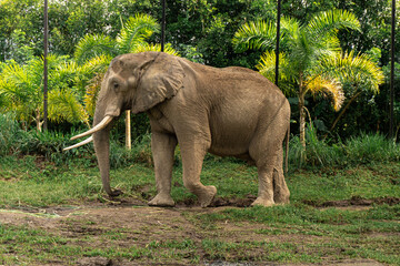 Fototapeta na wymiar African Elephant, Wildlife scene in natural habitat